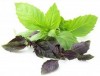 Базилик (Ocimum basilicum). 